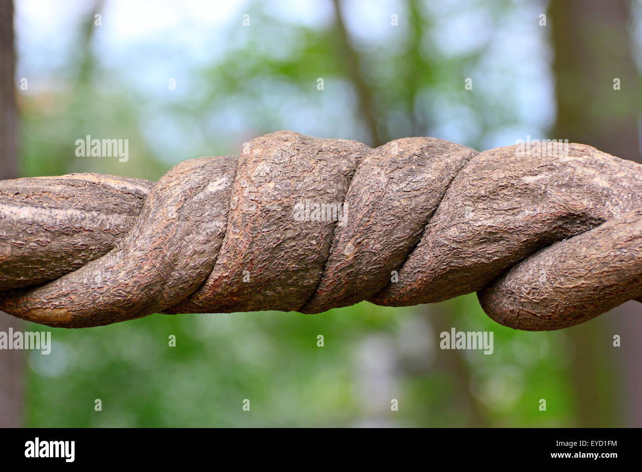 detail of a twisted part from a liana trunk Stock Photo