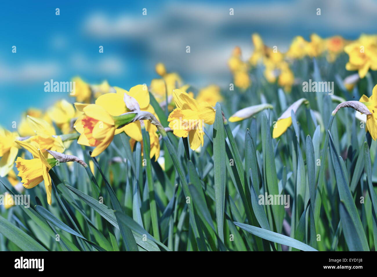 Beautiful bouquet of yellow daffodils with blue sky, white clouds and trees background, narcissus, close up Stock Photo - Alamy Beautiful bouquet of yellow daffodils with blue sky, white clouds and trees background, narcissus, close up Stock Photo - Alamy