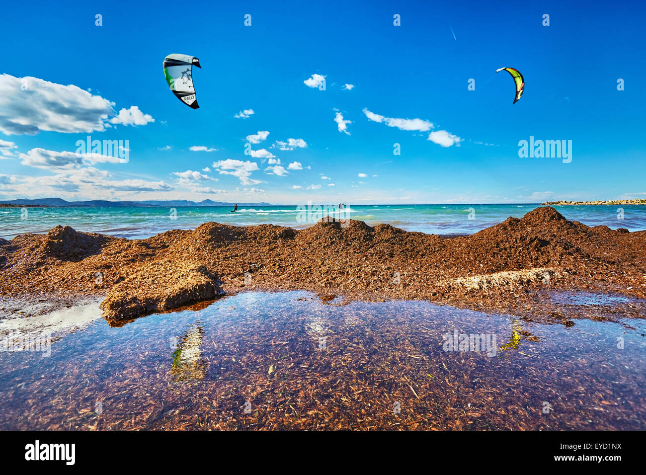Mediterranean tapeweed washed ashore. Denia. Alicante. Valencia Community. Spain Stock Photo