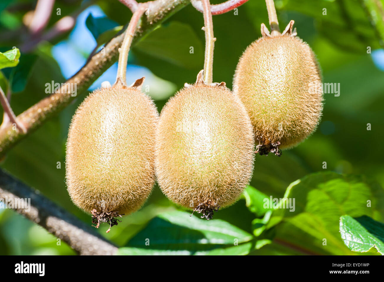 Cluster of kiwi fruit on the tree Stock Photo Alamy