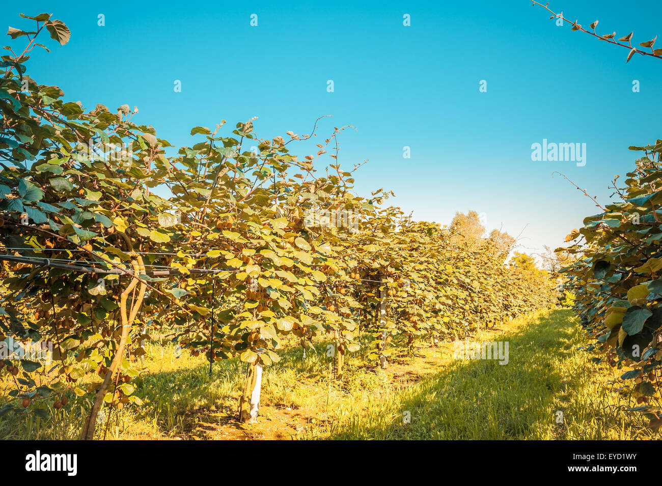 Kiwi trees in rows on the plantation Stock Photo - Alamy