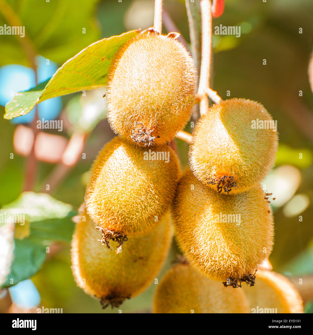 Cluster of kiwi fruit on the tree Stock Photo