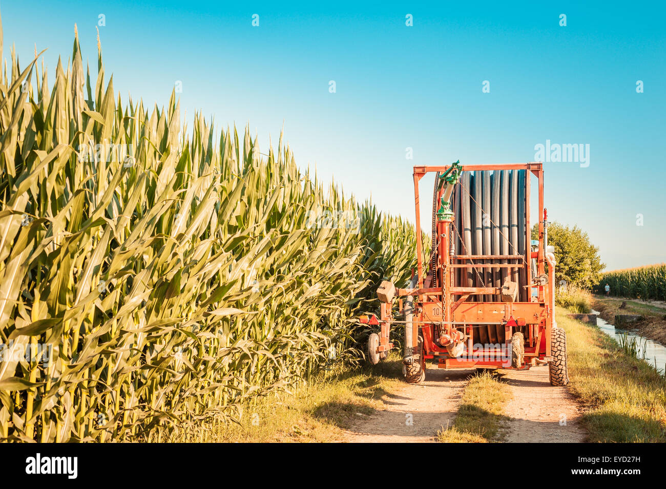 System of spray irrigation for agriculture with tube roll Stock Photo