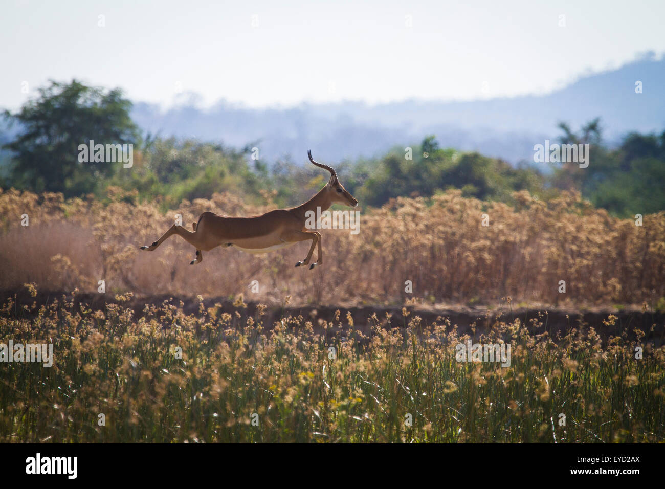 Impala (Aepyceros melampus) leaping high into the air. Stock Photo