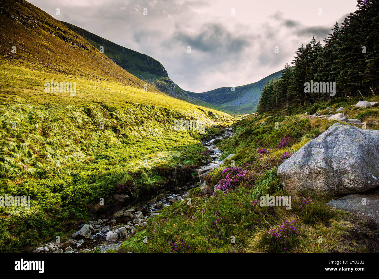 A view up the Glen River and the lower slopes of Slieve Donard. Stock Photo