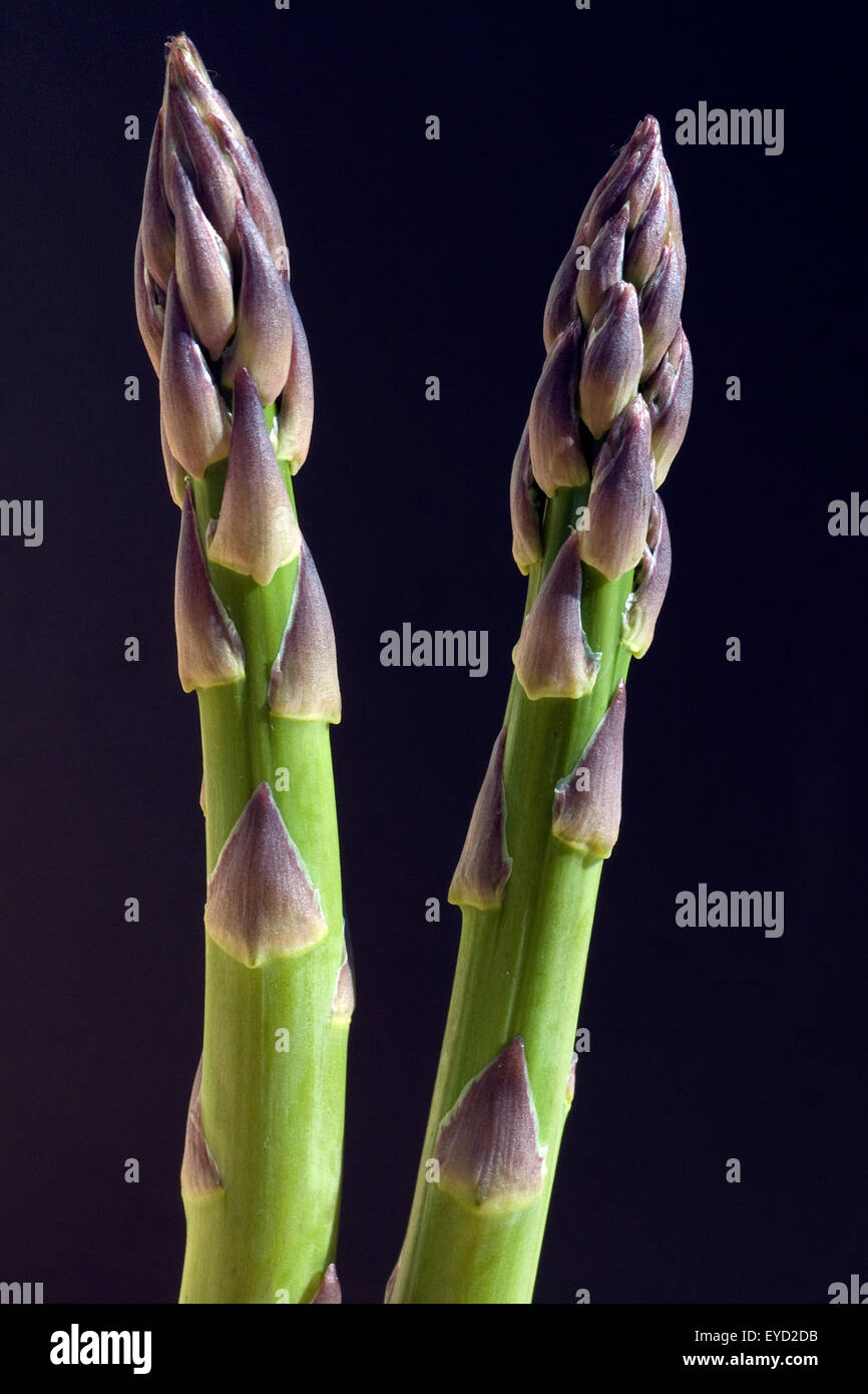 Spargelspitzen, Spargel, gruener, Asparagus officinalis, Stock Photo