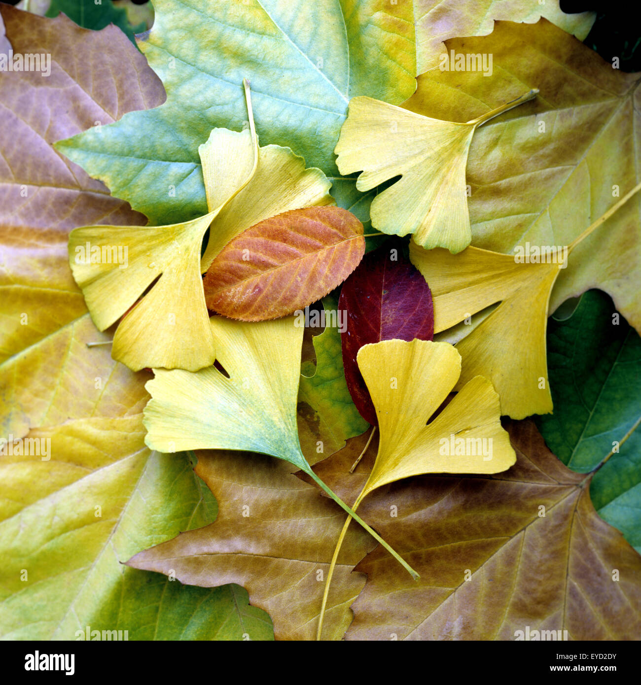 Bunte Herbstblaetter, Stock Photo