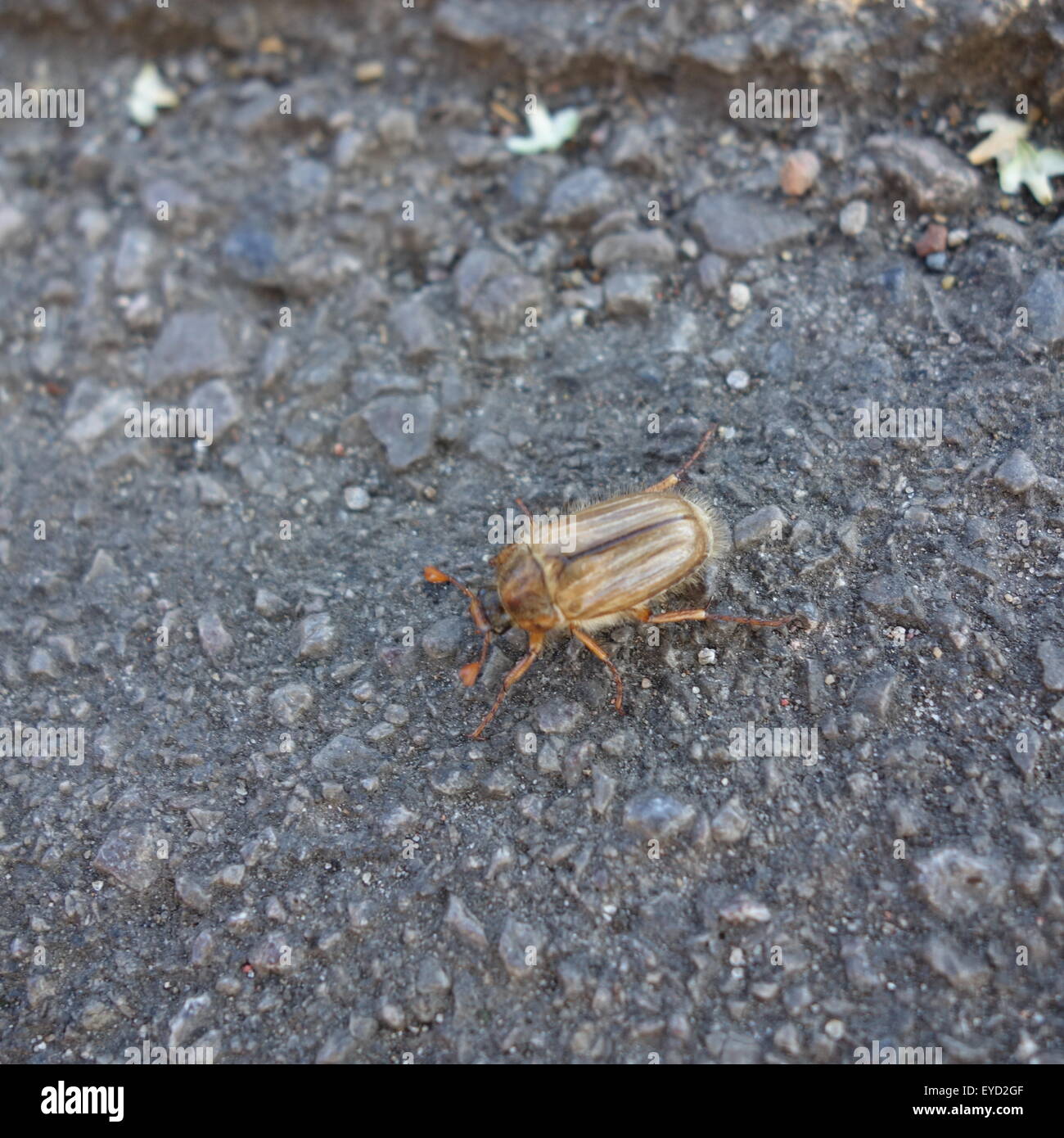 Summer Chafer Stock Photo