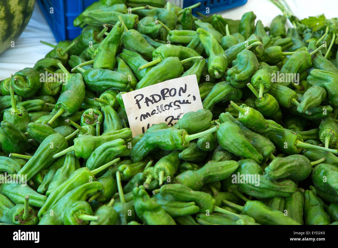 Padron Peppers on sale at Pollensa old town market on the island of Majorca, Spain Stock Photo