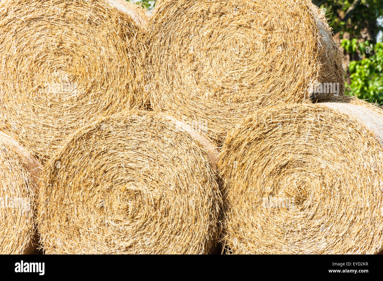 Bales of straw stacked to dry in the sun Stock Photo