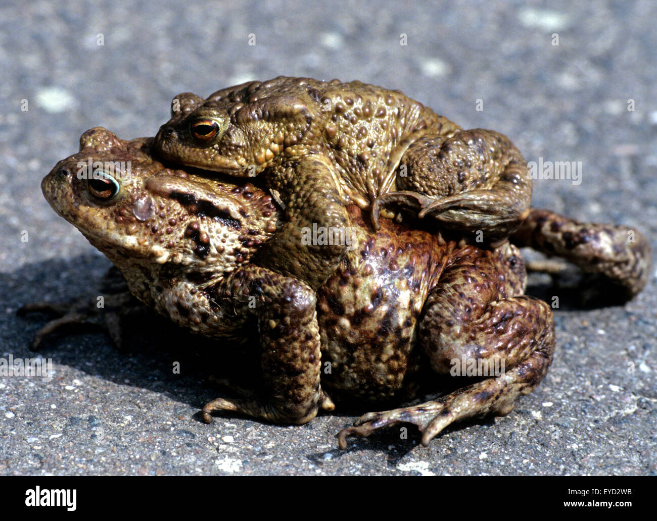 Froesche High Resolution Stock Photography and Images - Alamy