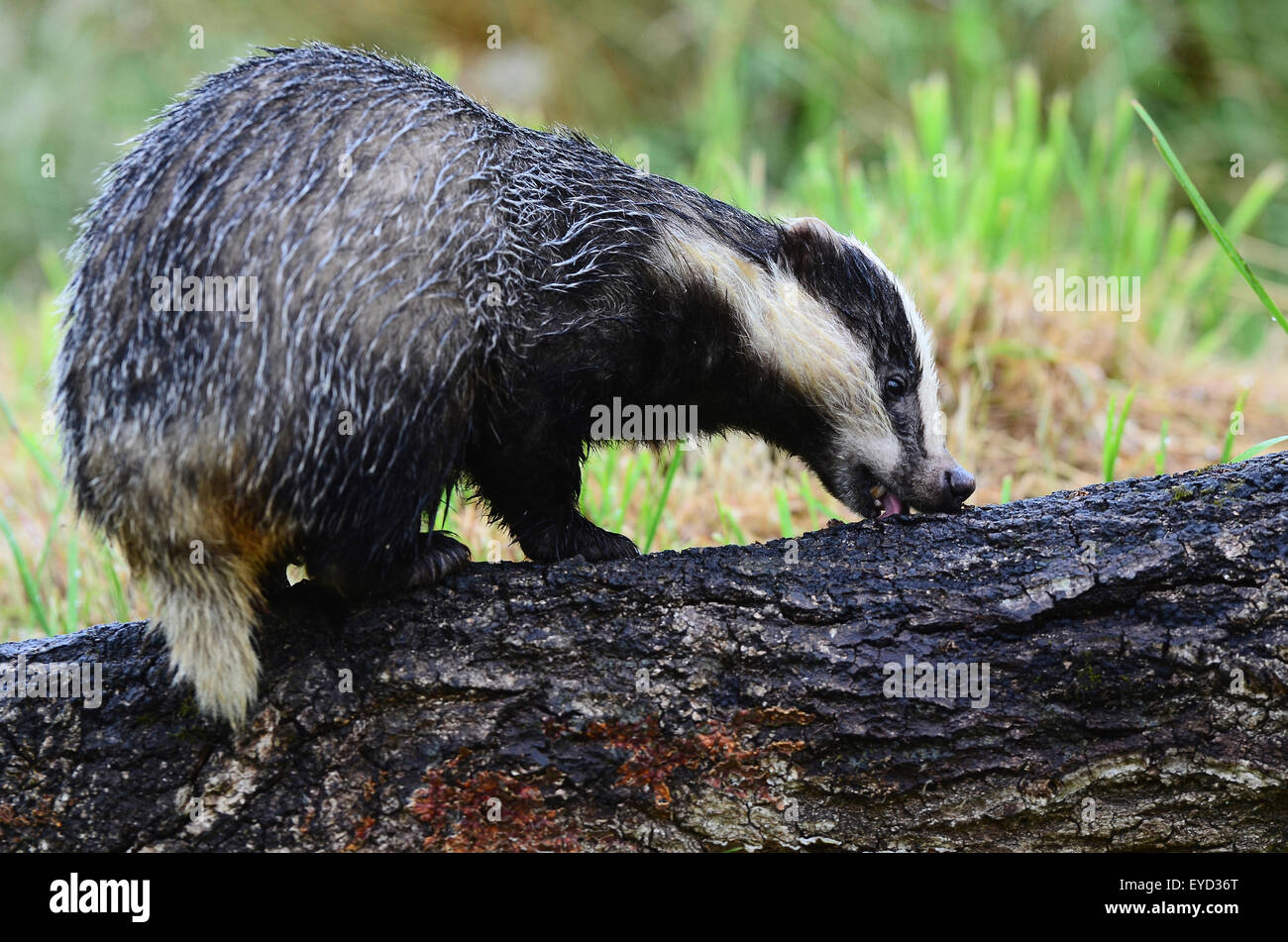 Badger Stock Photo