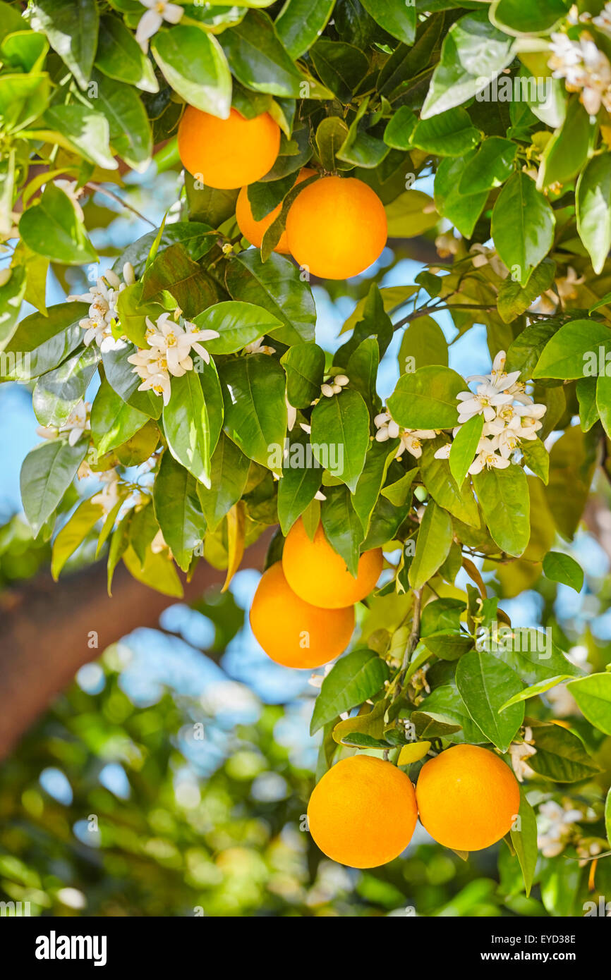 Orange tree hires stock photography and images Alamy
