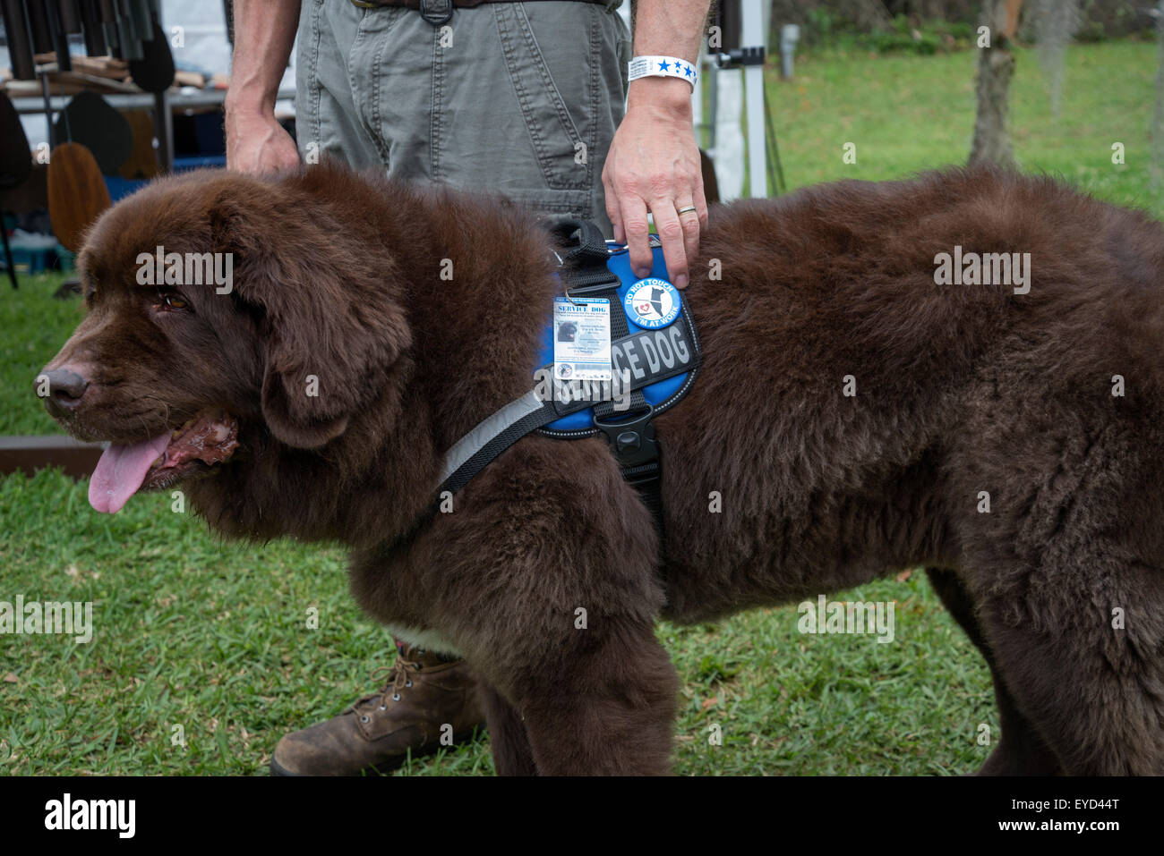 This large Newfoundland service dog provides support for his handler who has balance problems. Stock Photo