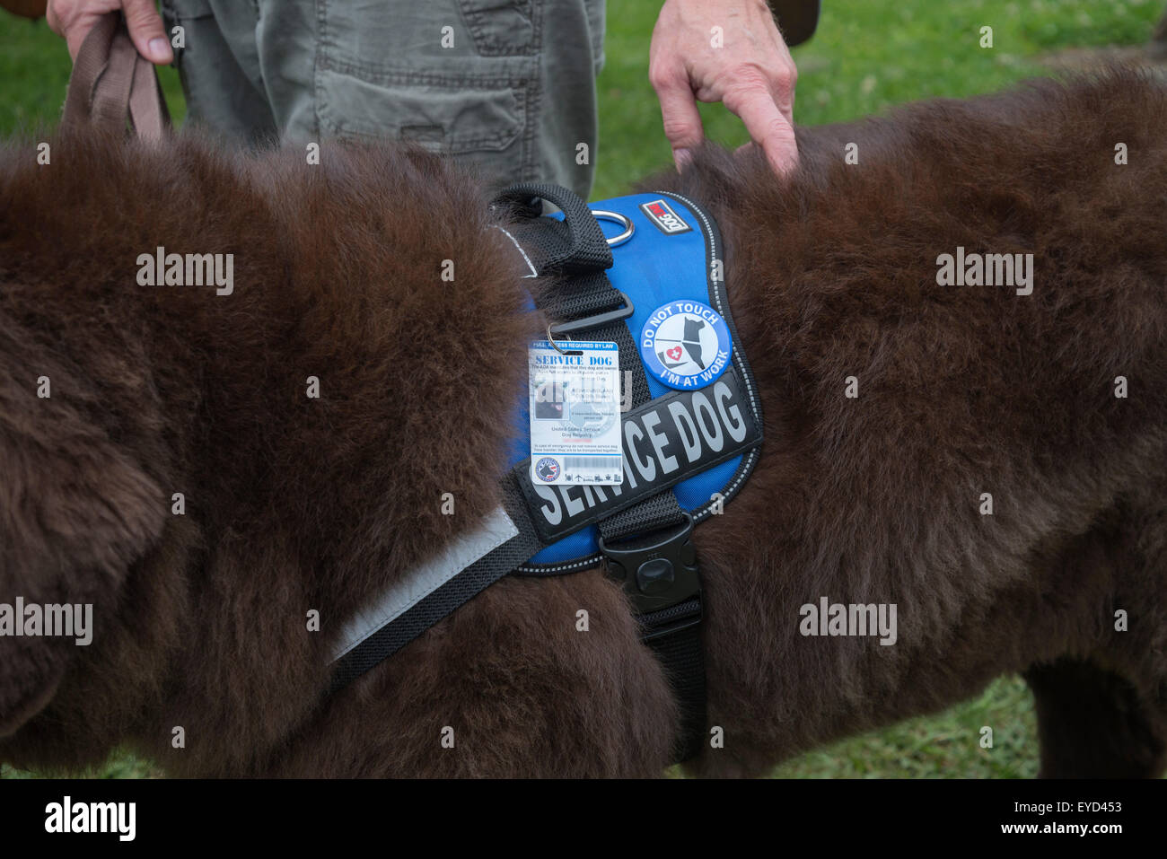 This large Newfoundland service dog provides support for his handler who has balance problems. Stock Photo