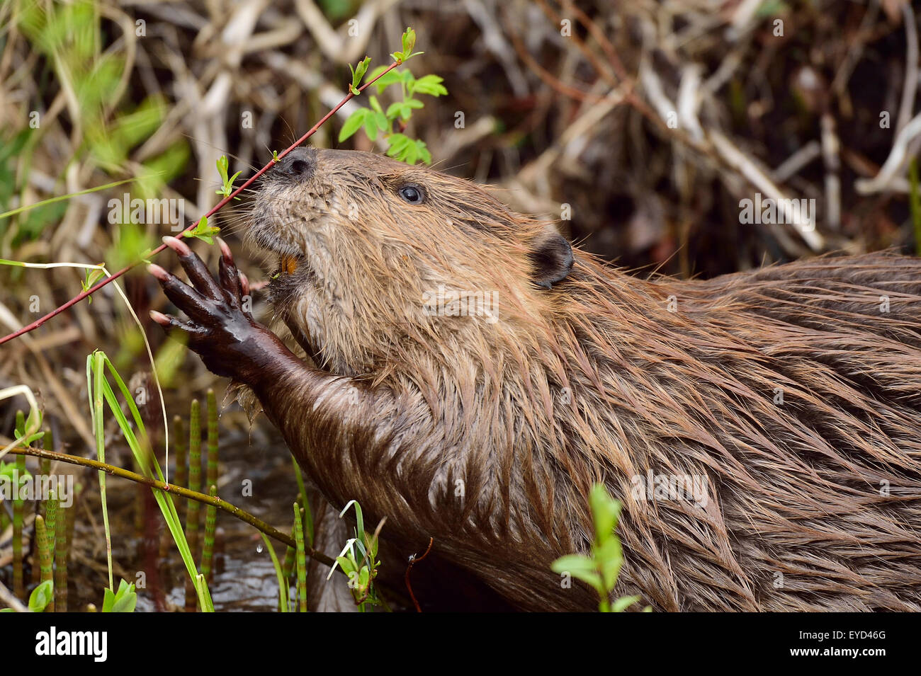 A close up image of a wild beaver 'Castor canadenis', with his paws streached out  reaching for a young sapling Stock Photo