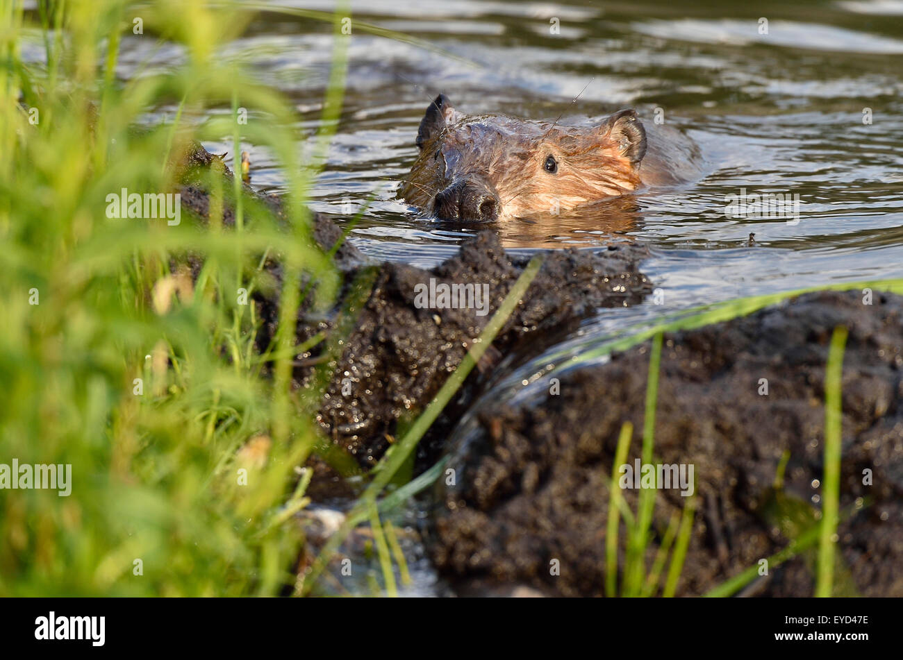 A wild adult beaver 'Castor canadensis', on the surface of his pond checking a leak in the top corner of his beaver dam Stock Photo