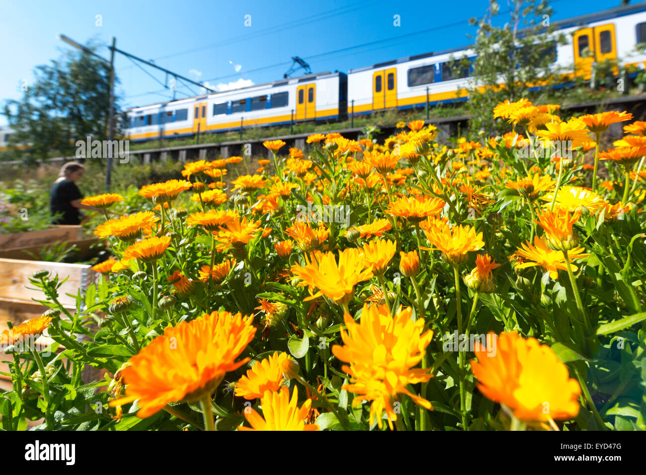 tending marigolds in an an urban farm as a train passes, in central Amsterdam at Media-matic Stock Photo