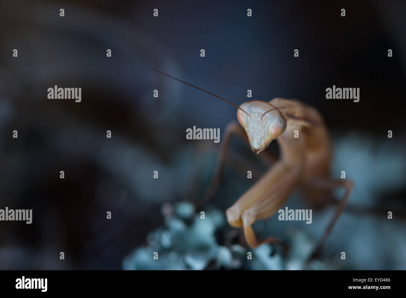 Portrait of a creepy praying mantis Stock Photo