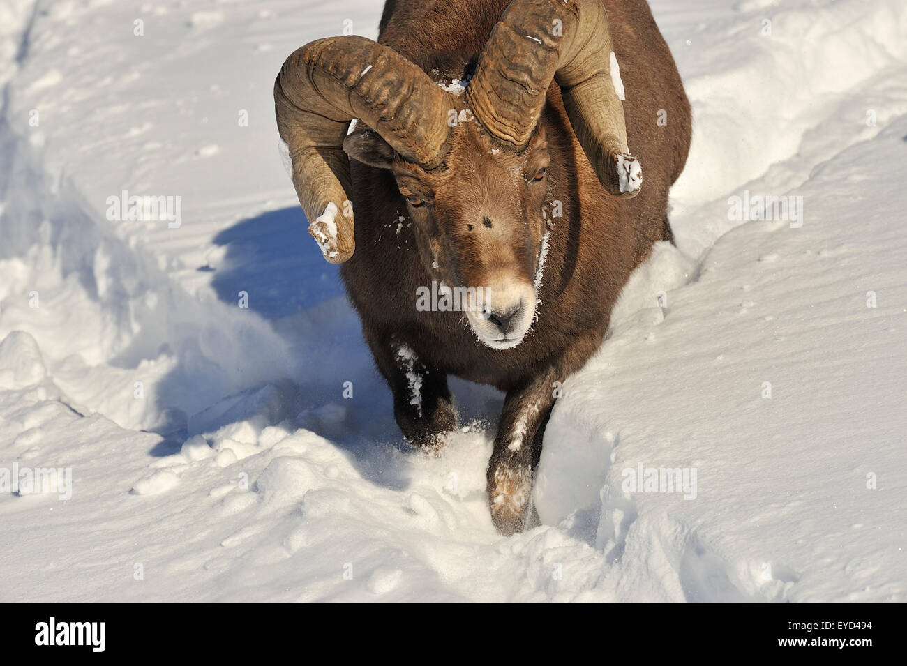 Charging big horn ram hi-res stock photography and images - Alamy