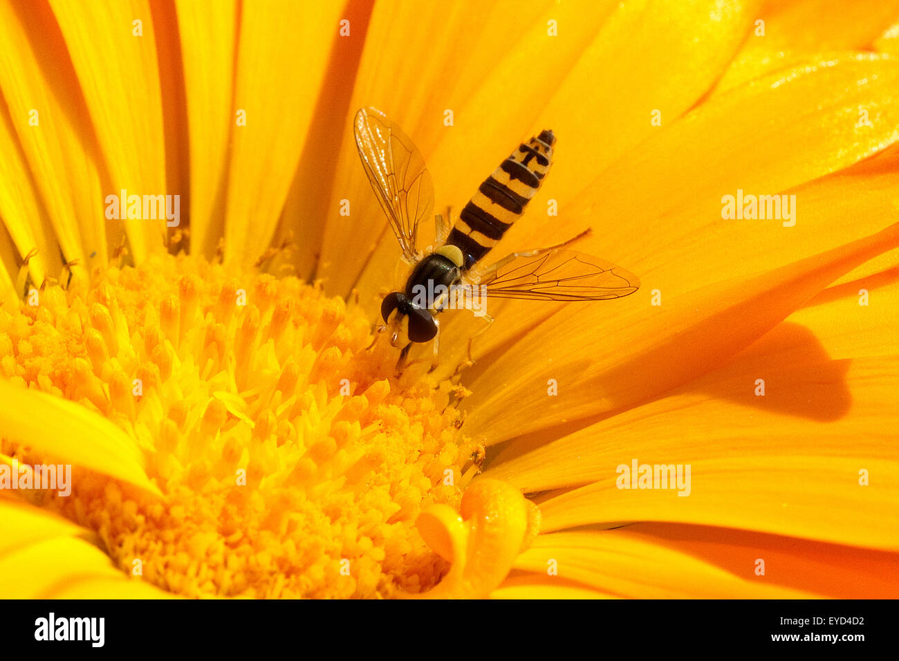 Schwebfliege, Ringelblume, calendula, officinalis Stock Photo