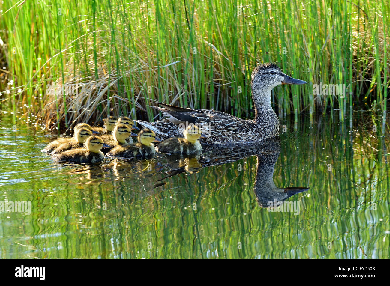 A female mallard duck 'Anas pltyrhynchos',  with her brood of day old ducklings swimming in a marshy area Stock Photo