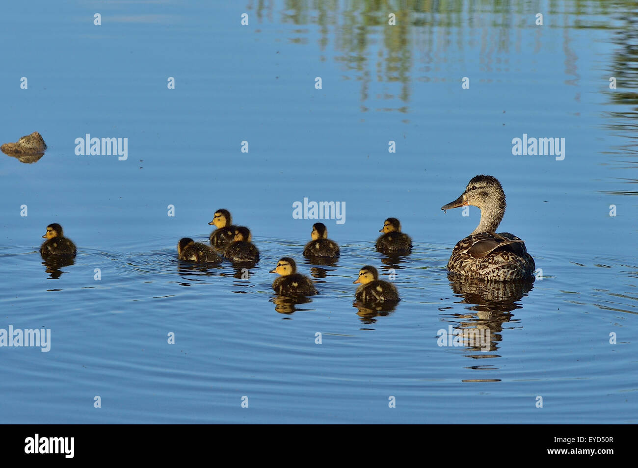 A female mallard duck 'Anas pltyrhynchos',  with her brood of day old ducklings swimming in a beaver pond Stock Photo