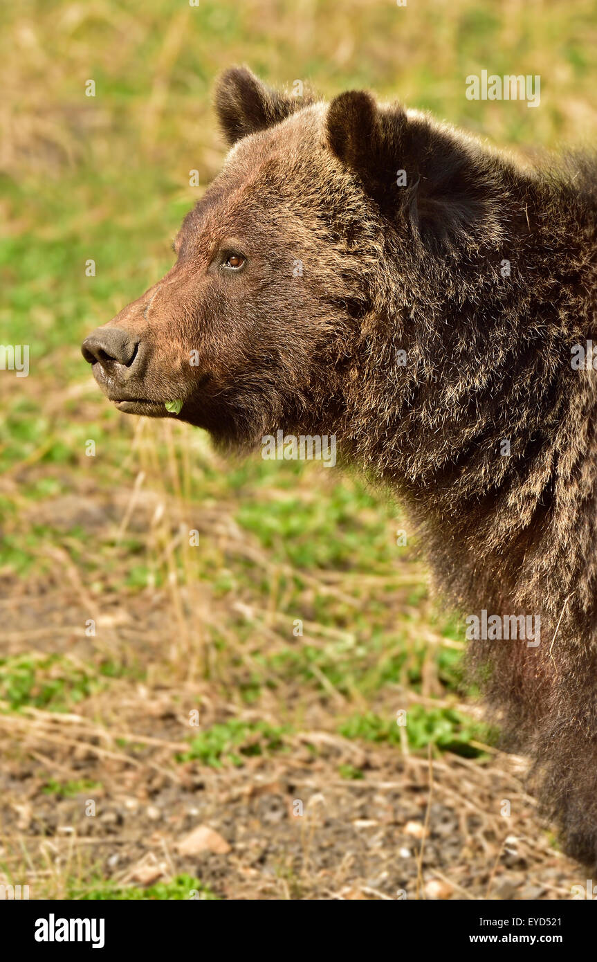 A side view portrait image of an adult grizzly bear,  Ursus arctos, Stock Photo