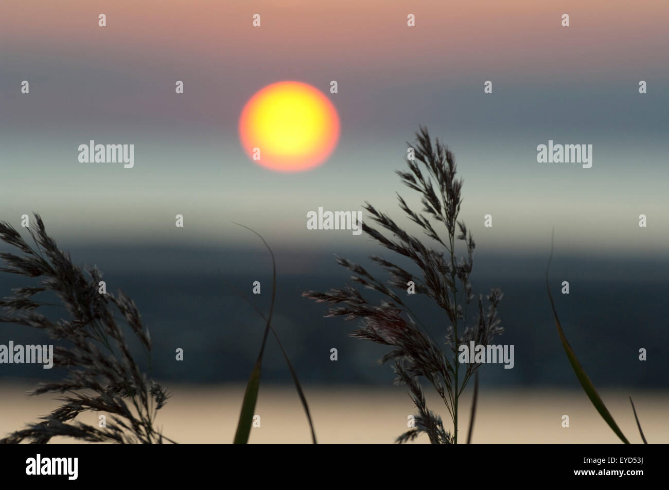 Sonnenuntergang, Gras, Schilf, Siluette, Abendrot, Stock Photo