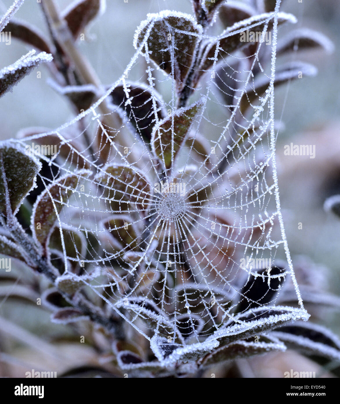 Spinnwebe mit Rauhreif, Winter, Schnee, Rauhreif Stock Photo