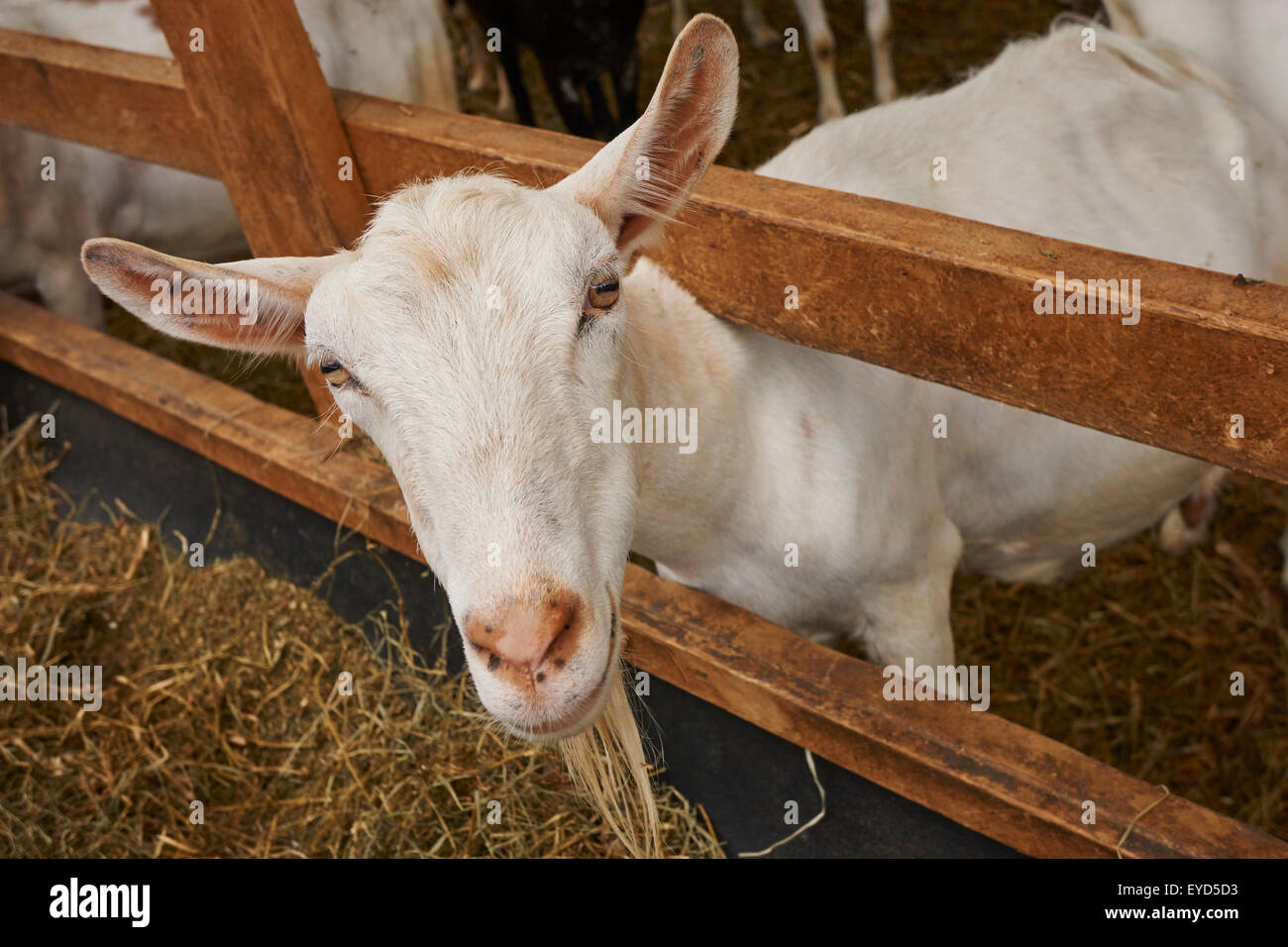 goats at Misty Creek Dairy in Lancaster County, Pennsylvania, USA Stock Photo