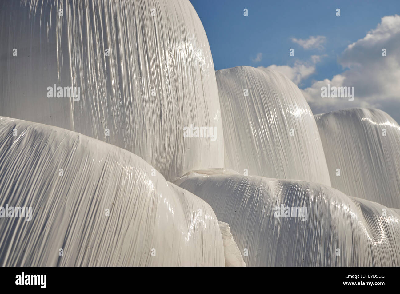 Hay bales wrapped in plastic Stock Photo