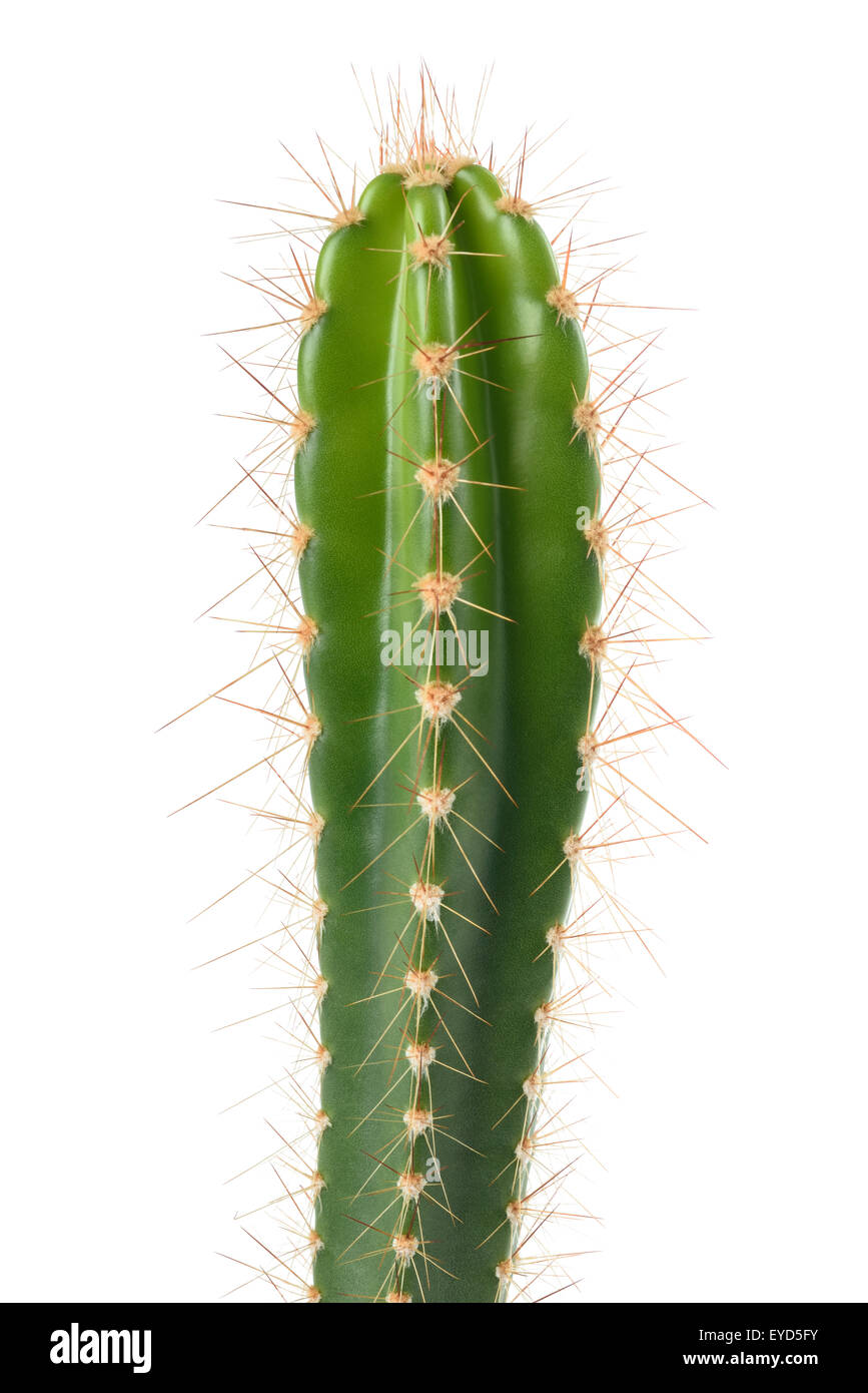 cactus branch isolated on white background Stock Photo Alamy