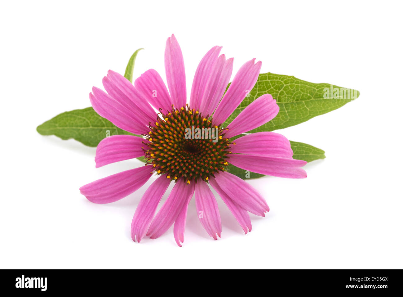Coneflower with leaves  isolated on white background Stock Photo