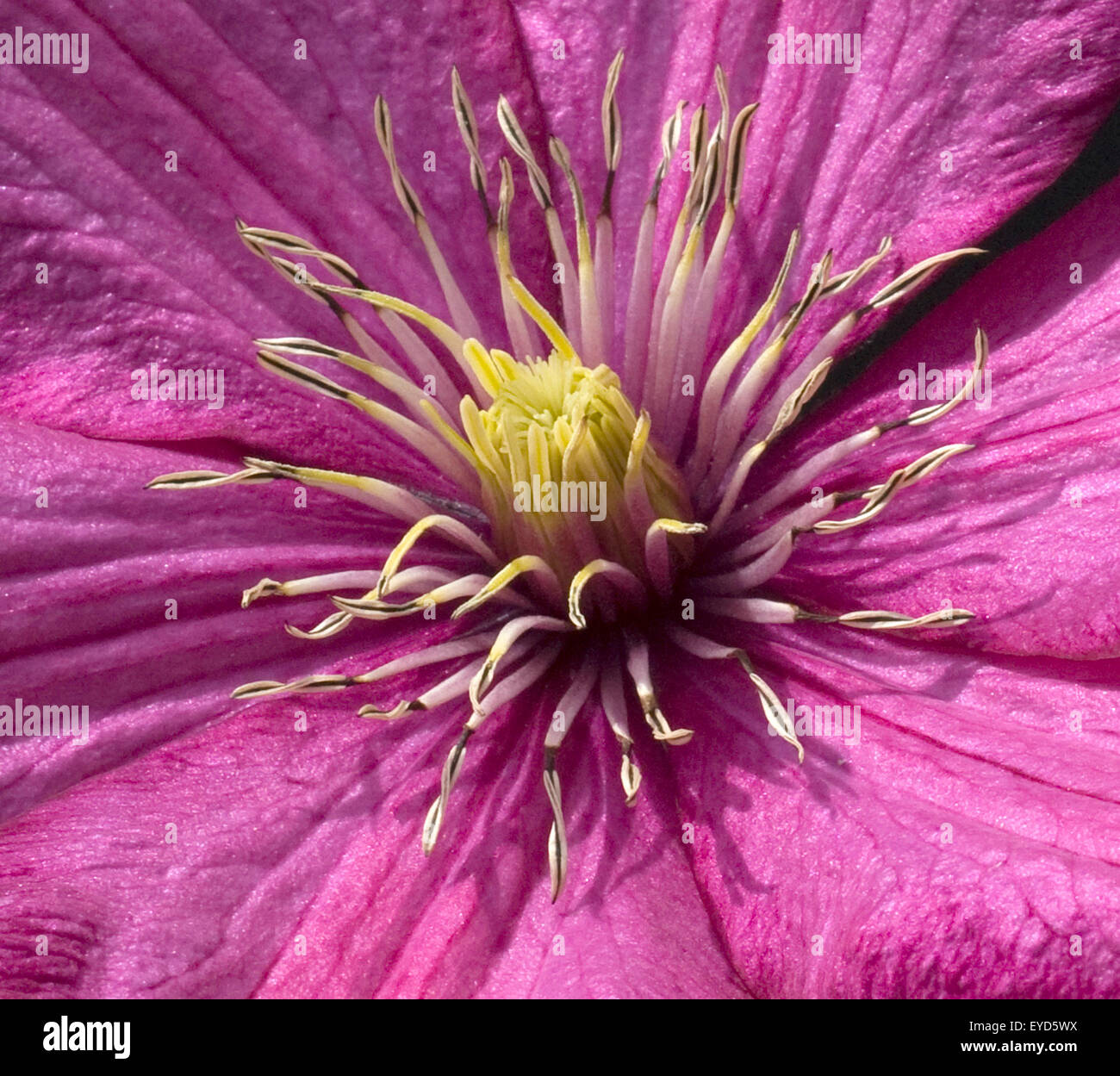 Ville de Lyon, Clematis; Klematis; Clematis-Hybride; rot, rotbluehend, Stock Photo