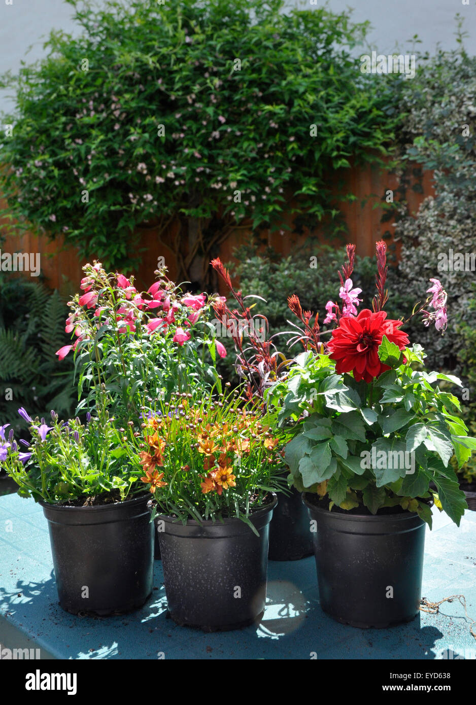 plants in plastic pots Stock Photo Alamy