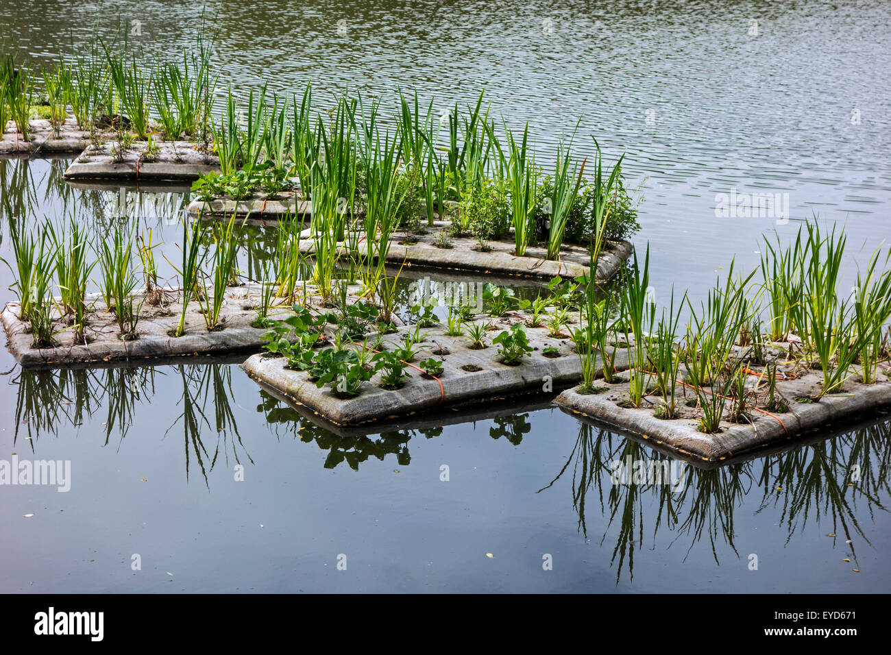 Floating artificial islands with vegetation in pond for fish to spawn