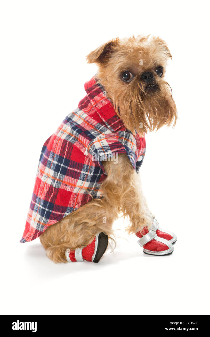 Brussels Griffon Pants Brussels Griffon Pants