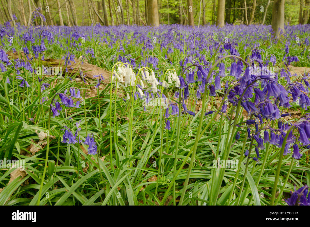 Random white Bluebells in carpet of usual blue, Stoke Wood, West Stoke, near Chichester, West Sussex, UK. April. Mixed woodland. Stock Photo