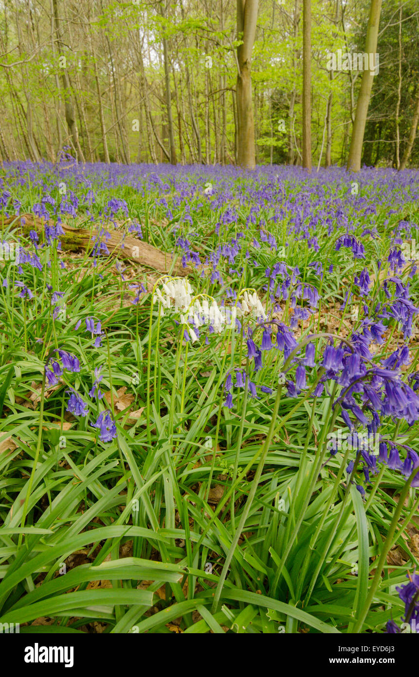 Random white Bluebells in carpet of usual blue, Stoke Wood, West Stoke, near Chichester, West Sussex, UK. April. Mixed woodland. Stock Photo