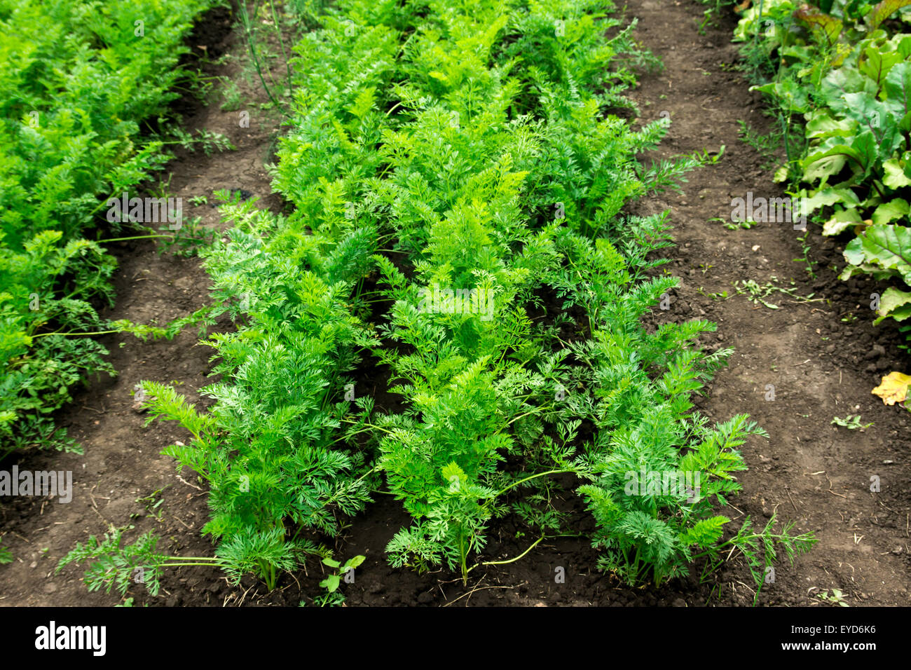 Garden patch hires stock photography and images Alamy