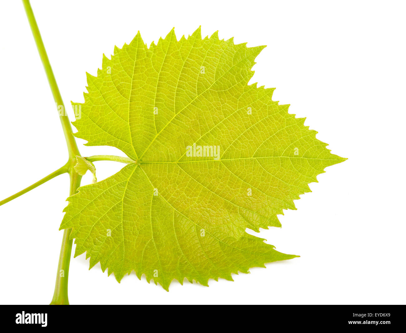 Vine leaf isolated on white Stock Photo