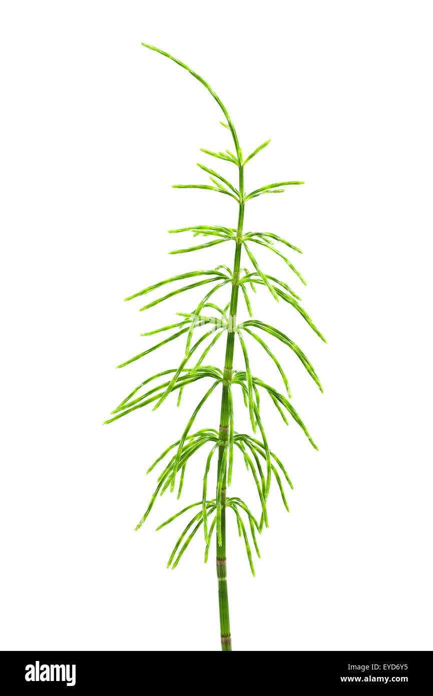 Field horsetail common horsetail equisetum Cut Out Stock Images