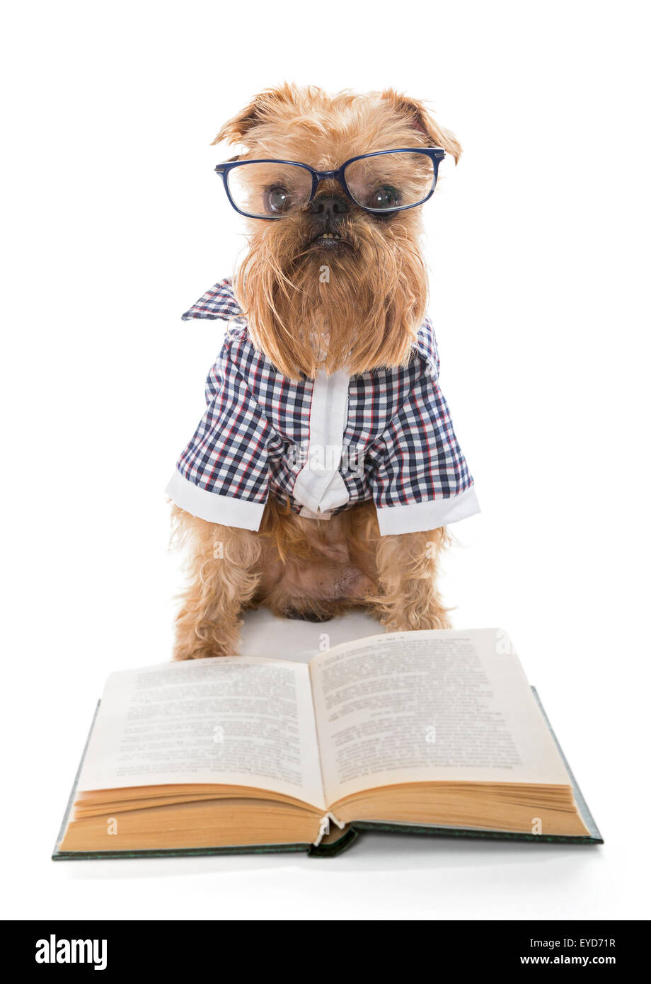 Dog Reading Glasses High Resolution Stock Photography and Images - Alamy