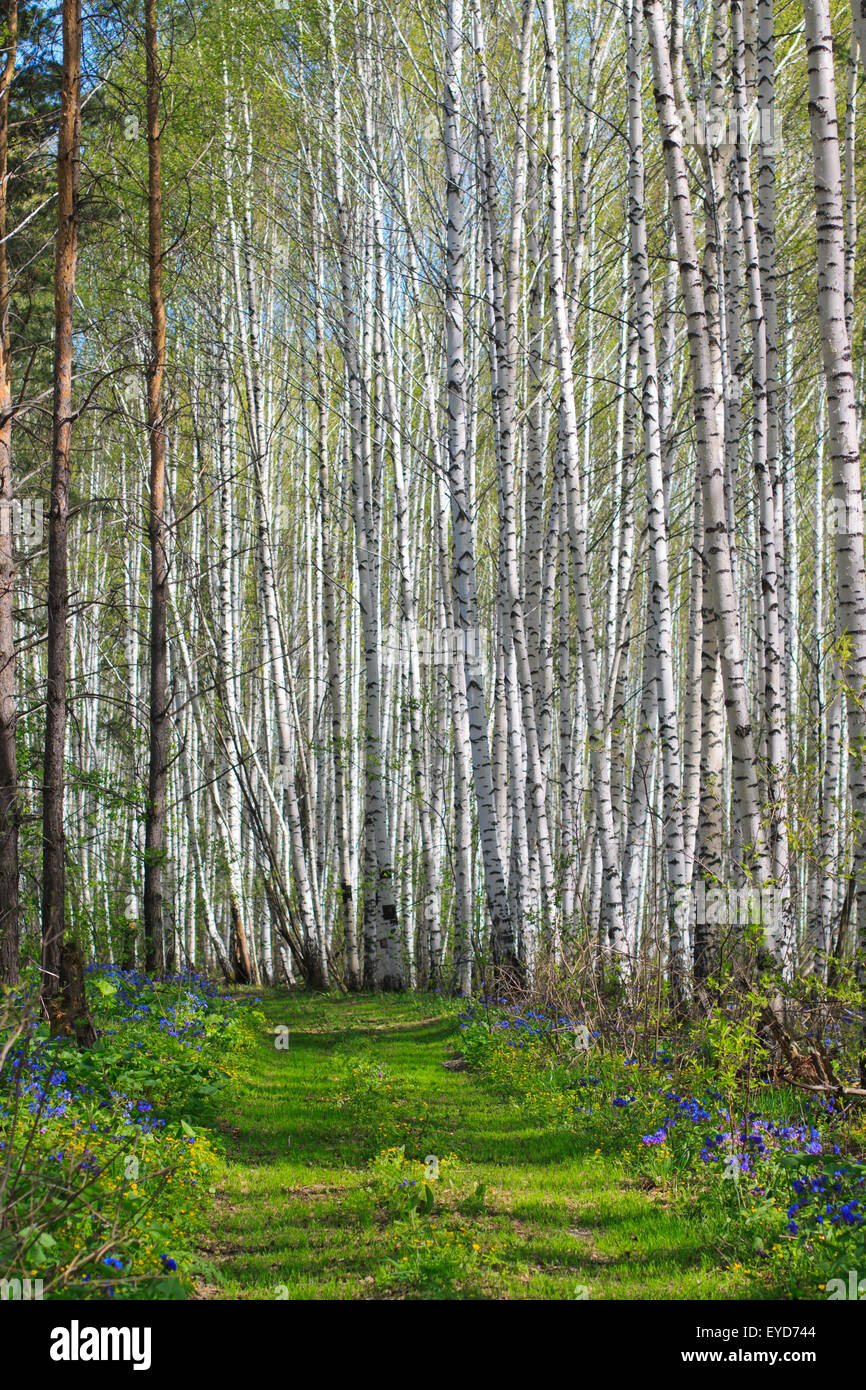 Pathway in sunny spring birch grove with blue flowers Stock Photo - Alamy