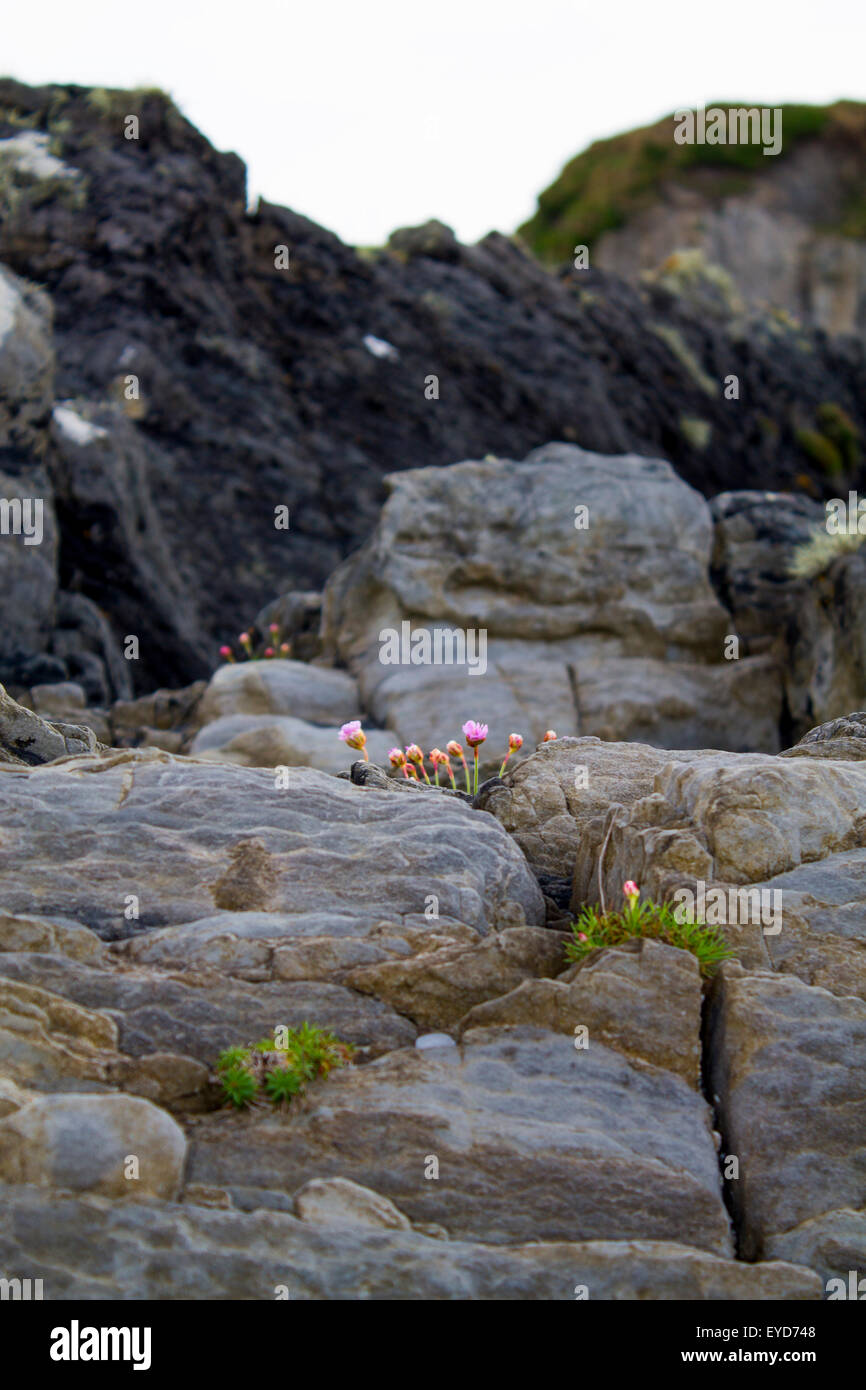 Pink flowers growing through cracks in a rocky landscape. Stock Photo