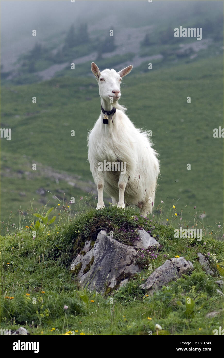 Ziegen auf Weide im Appenzellerland in der Schweiz, - Stock Photo