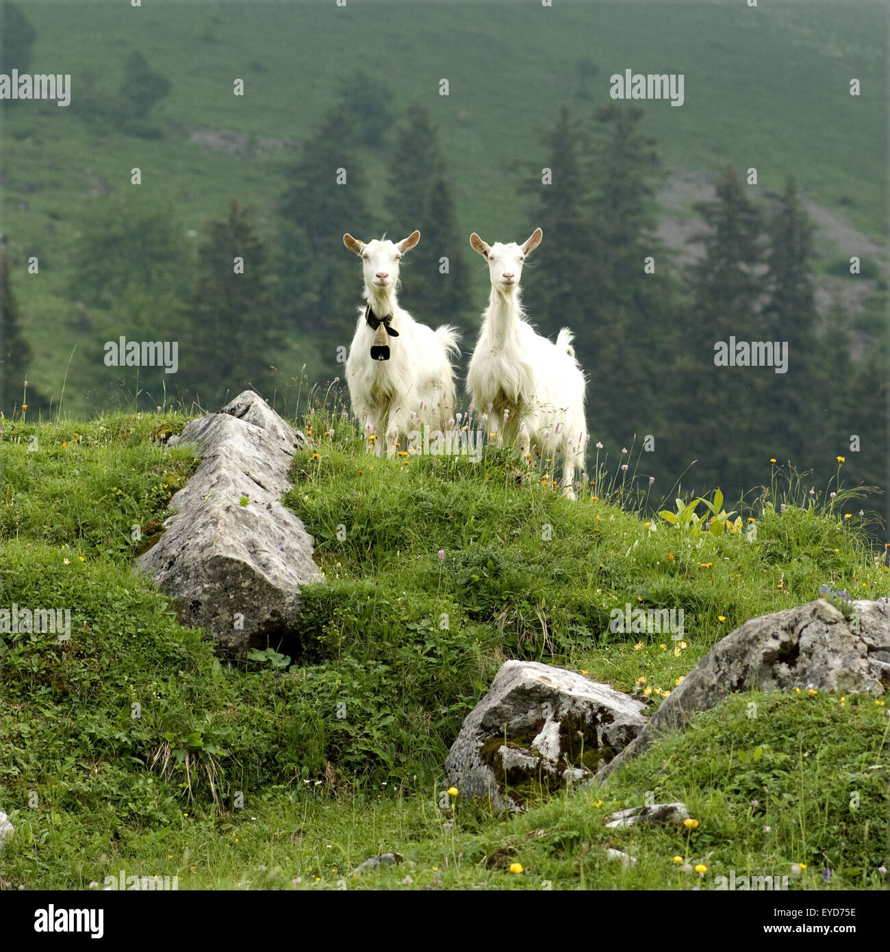 Ziegen auf Weide im Appenzellerland in der Schweiz, Stock Photo
