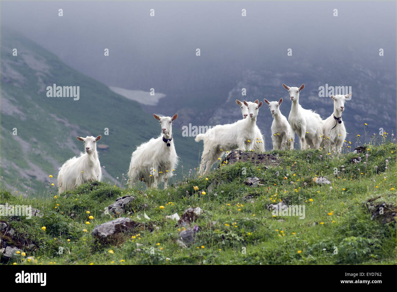 Ziegen auf Weide im Appenzellerland in der Schweiz, - Stock Photo