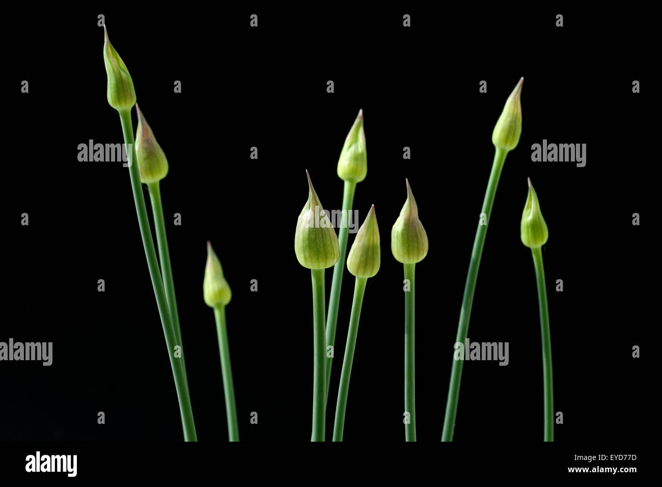 Zierlauchknospen, Allium, Stock Photo